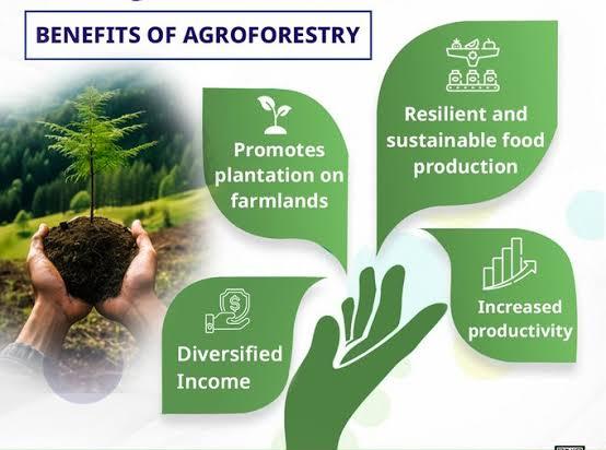 Trees, Taxes, And Tomorrow: How Agroforestry Is Quietly Rewriting India's Climate And Farm Income Story