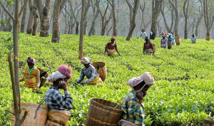Sip, Relax, Repeat: India’s Top 5 Tea Estate Getaways for Tea Lovers