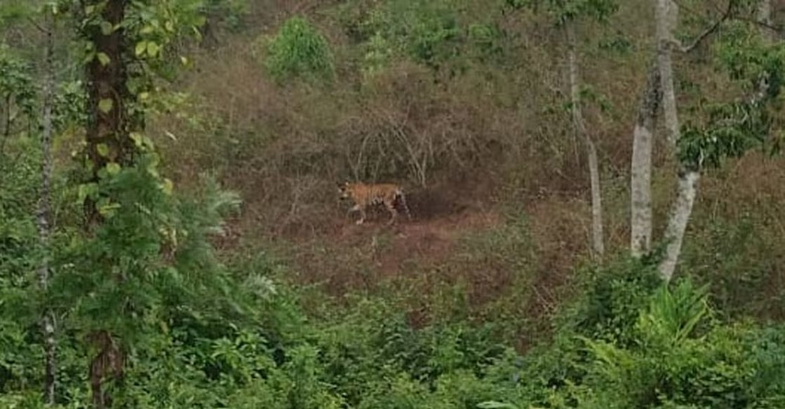 Tiger on the Run: Idukki's Forest Department on The Hunt for a Safe Capture