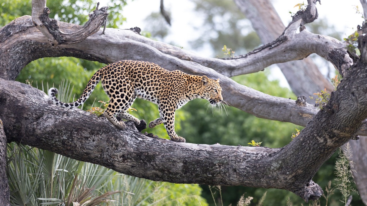 Mysteries of the Jungle: Discover India’s Premier Leopard Watch Locations
