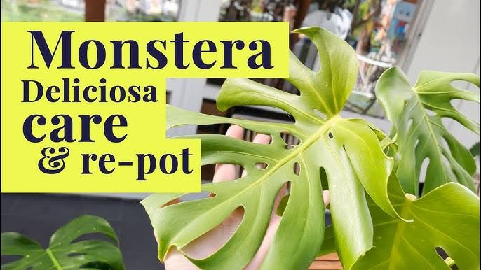 Monstera Made Simple: Your Guide to a Happy, Healthy Plant