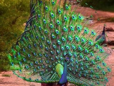 A Royal Flocking to Geneva: India Restores Ariana Park’s Famous Avian Legacy