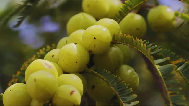 Sour Power, Sacred Roots: The Extraordinary Journey of India's Amla Tree Through Myth, Medicine and Memory