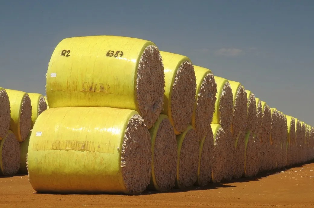 WASDE Whispers: Cotton Futures Trim Triumph After USDA Update