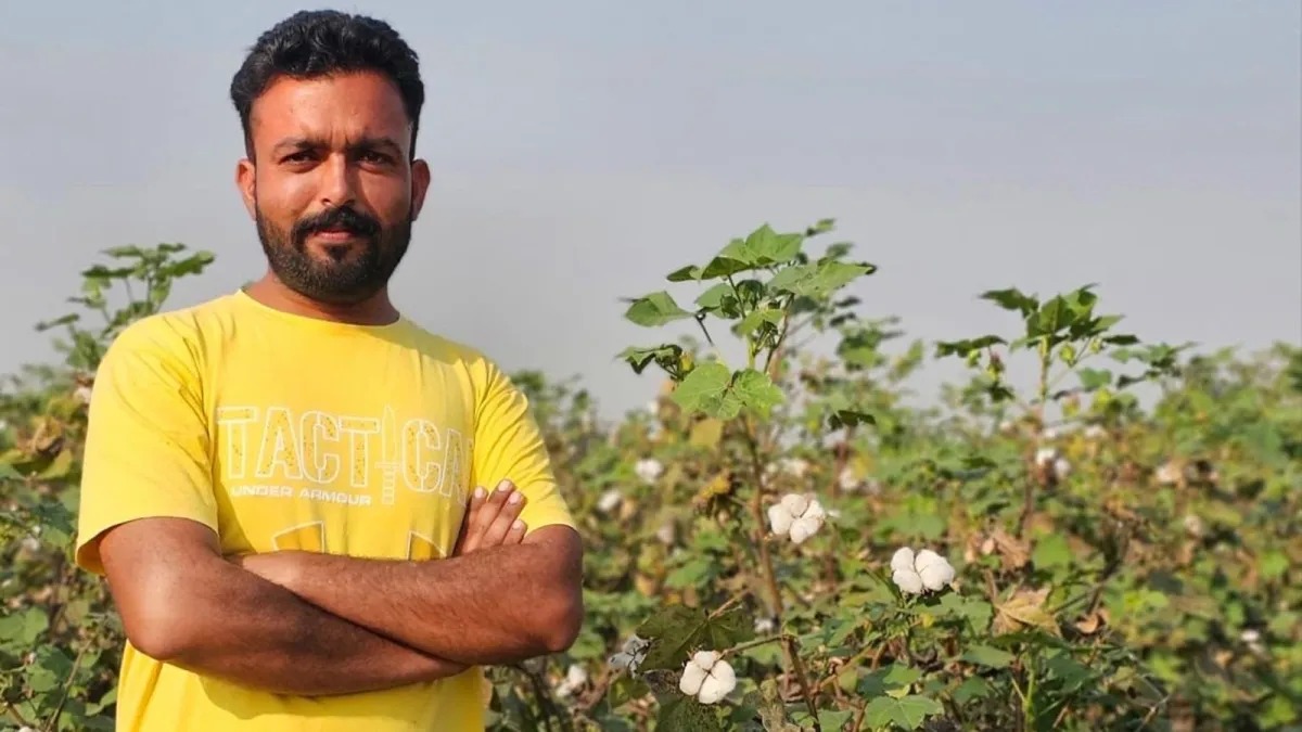 Punjab Cotton Acreage Hits Record Low Amid Pest and Climate Woes