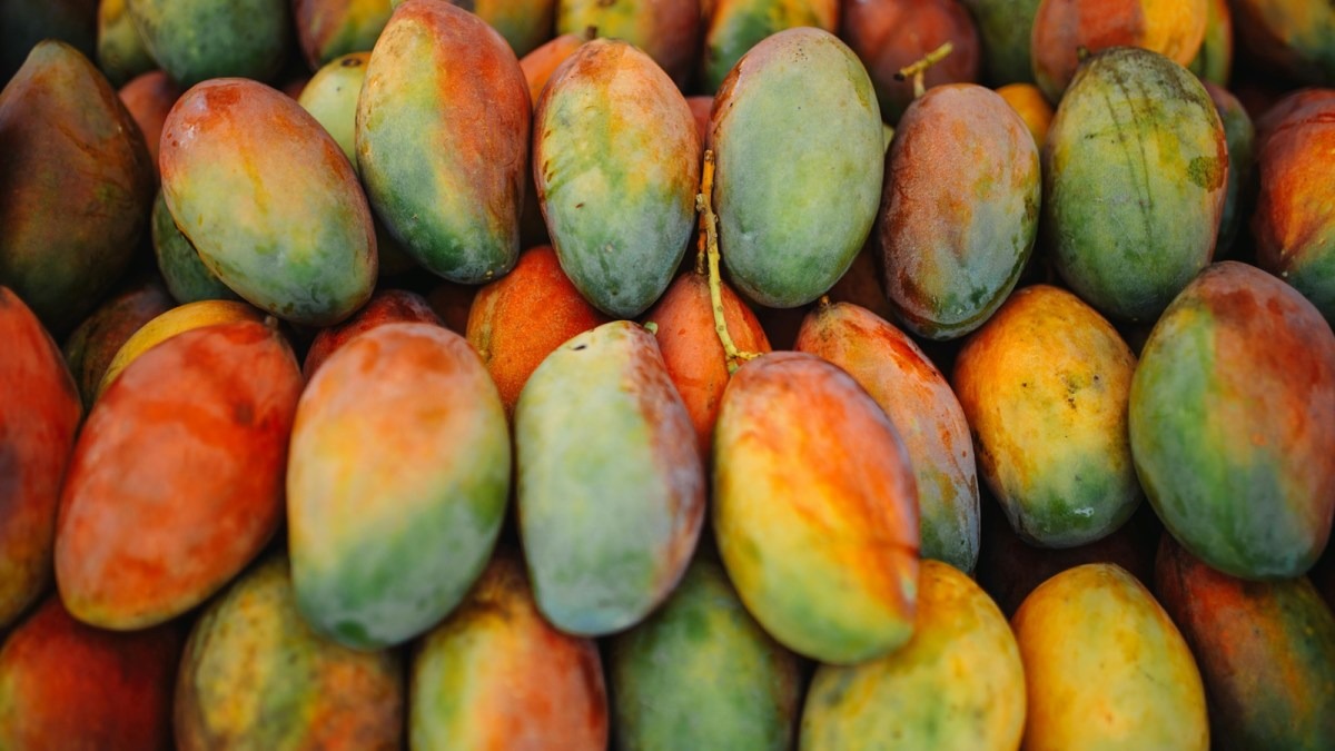 Understanding Premature Mango Fall: How Stress and Environment Affect Ripening