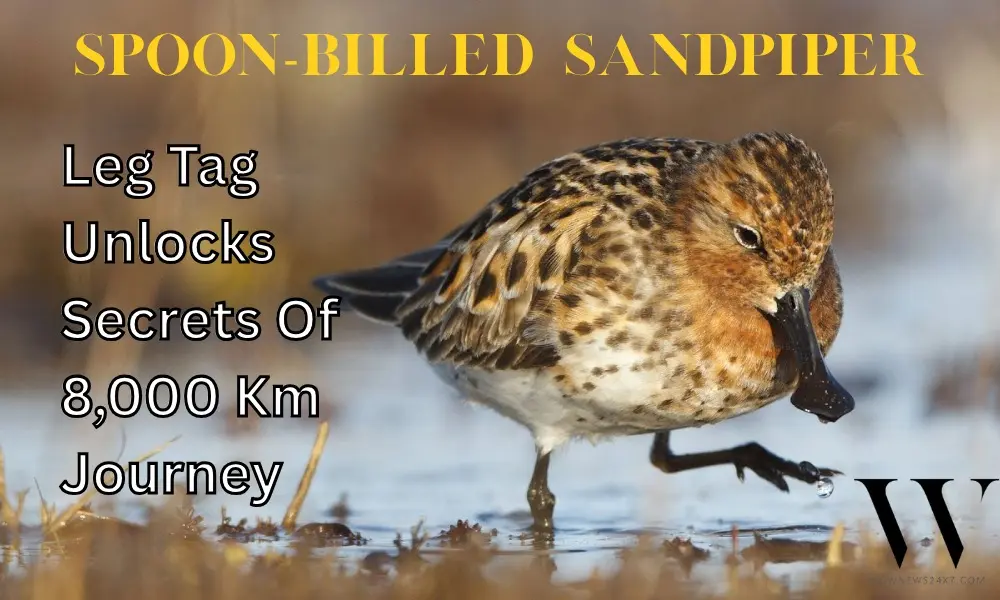 Migration Mystery Solved: Leg Tag Maps Spoon-Billed Sandpiper’s Incredible Voyage