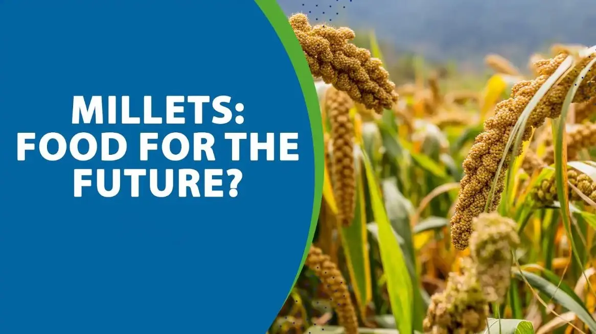 India’s Millet Mission Gains Momentum With Tech And Grassroots Push
