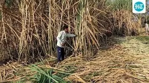 Hailstorm And Heavy Rain Prompt Agriculture Ministry To Coordinate State-Level Crop Damage Review