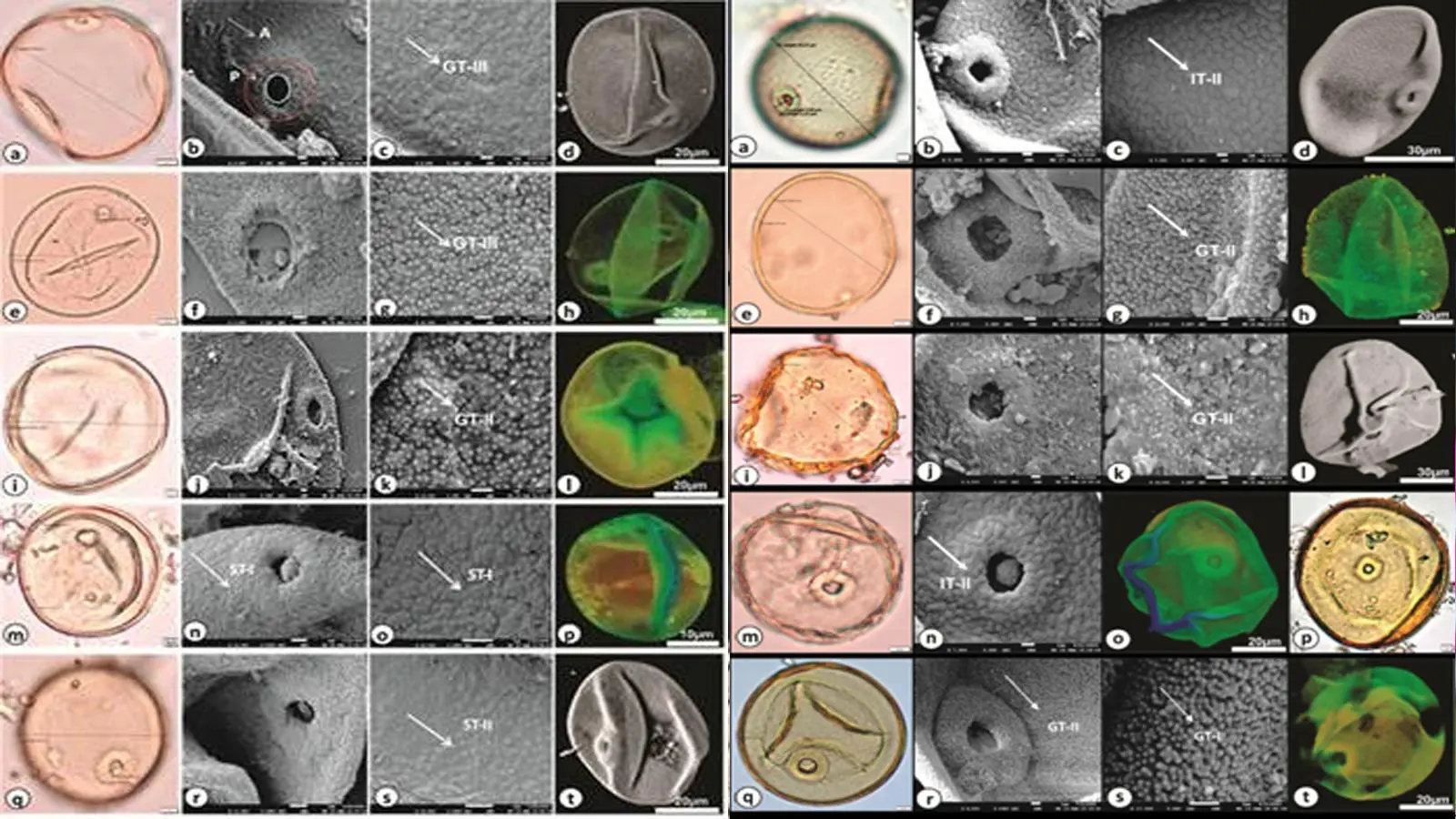 New Study Reveals How Agriculture Emerged In The Ganga Plain