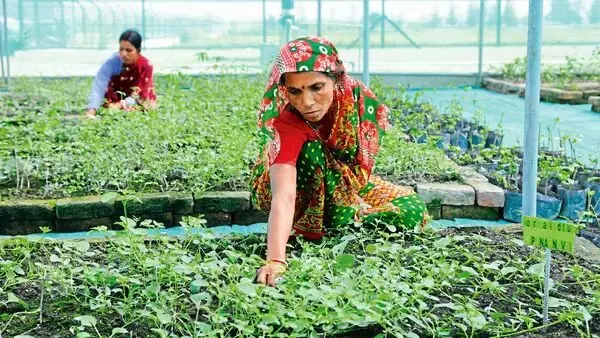 India Bans Ashwagandha Leaf Products Over Health Risks