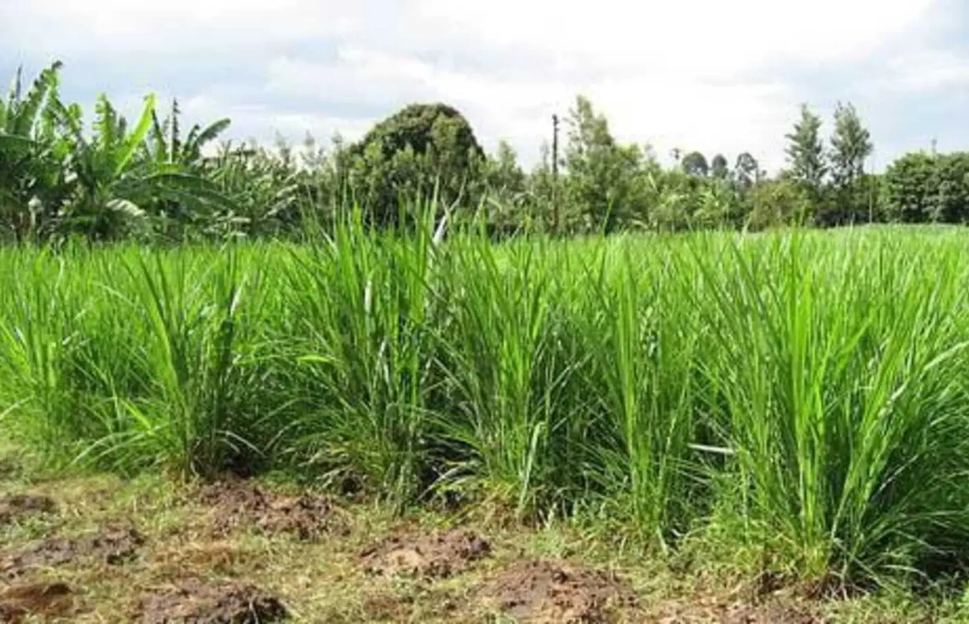 Napier Grass Fodder Scheme In Prayagraj Gets ₹13.28 Lakh Budget Approval