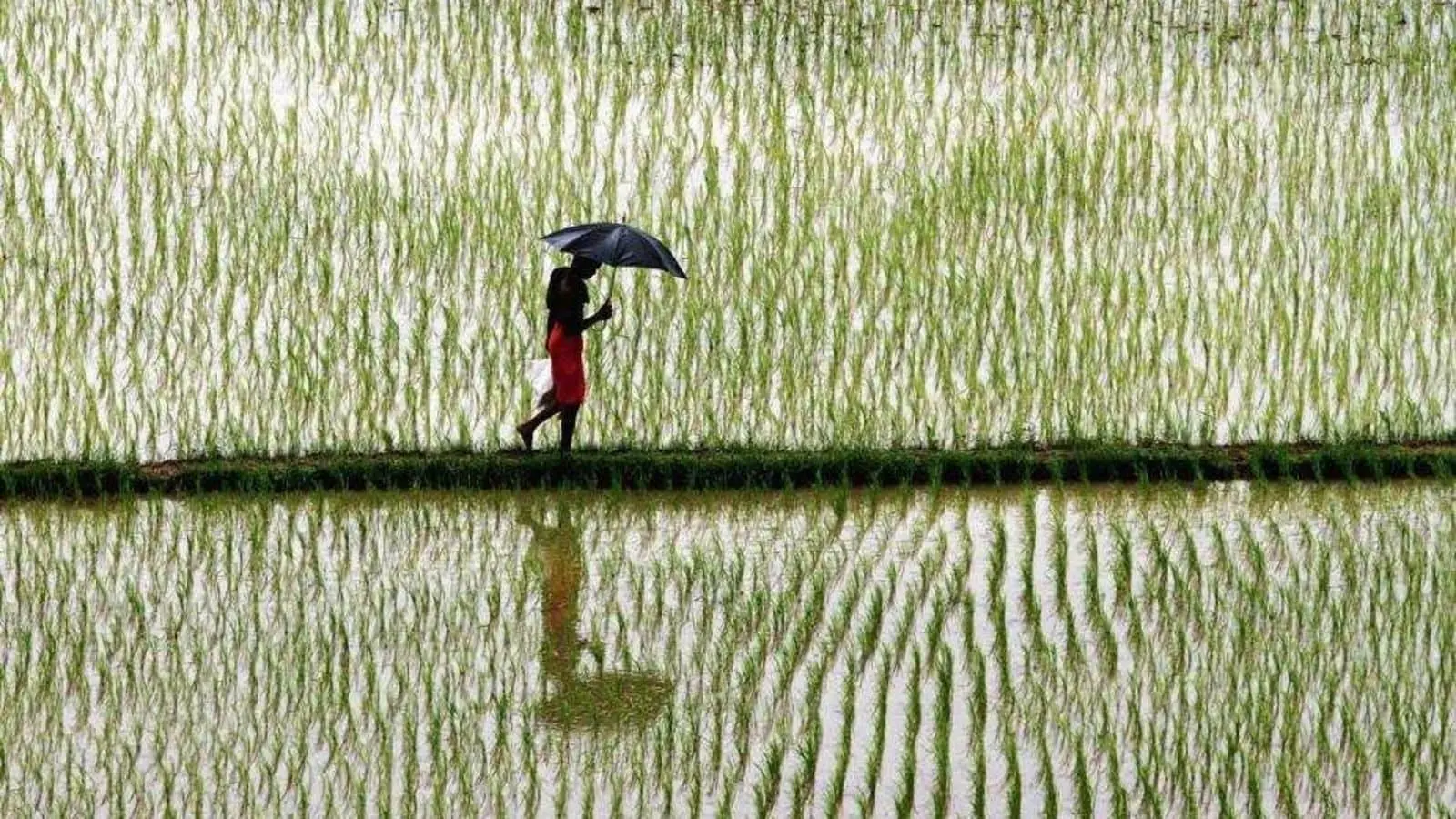 India’s Irrigation Puzzle: Why Micro Solutions Struggle To Scale