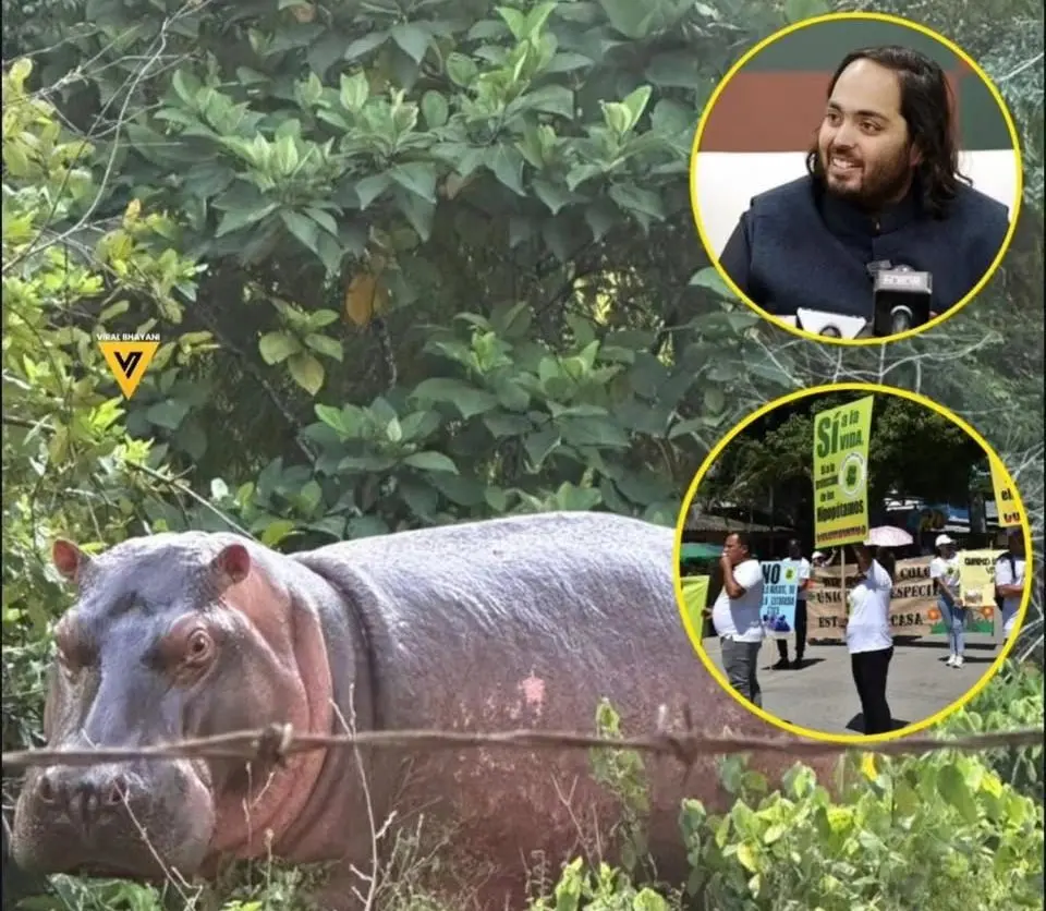 Pablo Escobar’s Hippos May Find New Home In India’s Vantara Sanctuary