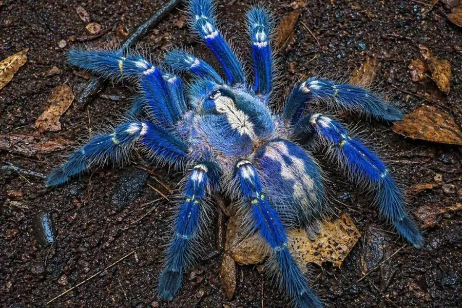 From Forests To Feeds: Rare Blue Peacock Tarantula In Andhra Pradesh Stuns Social Media