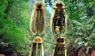 Hidden Glow: New Firefly Species Lights Up Meghalaya’s Mawlynnong
