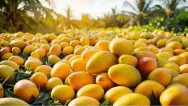 Mango Supply Dips, Prices Rise In Davangere Markets Amid Poor Harvest