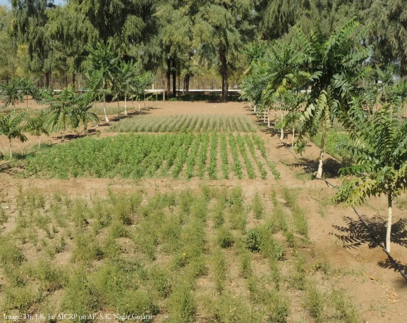 Trees, Taxes, And Tomorrow: How Agroforestry Is Quietly Rewriting India's Climate And Farm Income Story