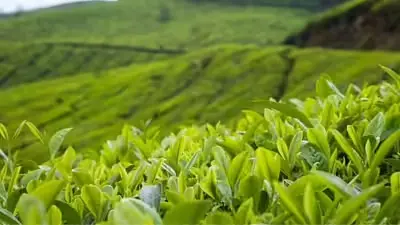 India's Hidden Tea Treasure Conquers Global Markets But Remains Unknown At Home