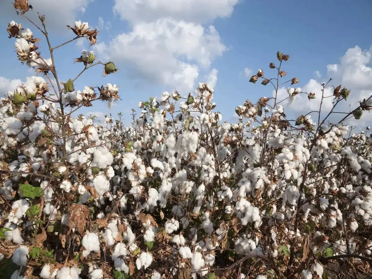 Can India’s Cotton Mission Work Without New Technology? Not Likely