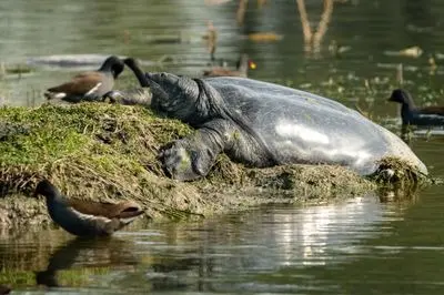 Turtle On The Grid: Kaziranga’s Softshell Gets A High-Tech Tag