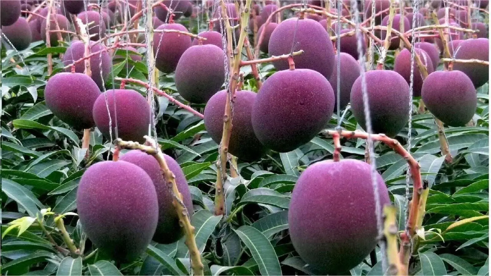 How To Cultivate Rs 3 Lakh Miyazaki Mangoes In Your Garden Step-By-Step