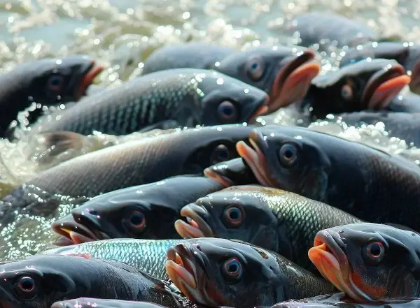 From Snowfed Streams To Supermarkets: India’s Big Push To Turn Himalayan Cold-Water Fish Into A High-Value Food Staple