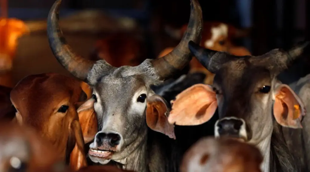 Madras High Court Draws A Red Line On Cow Slaughter Ahead Of Bakrid