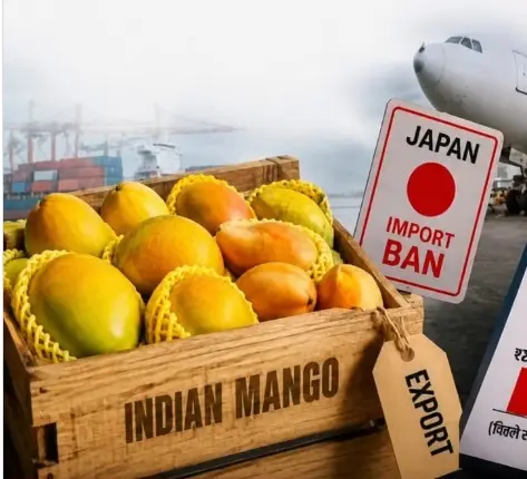 Japan’s Mango Break-Up: Why Tokyo Just Dumped India’s ‘King Of Fruits’