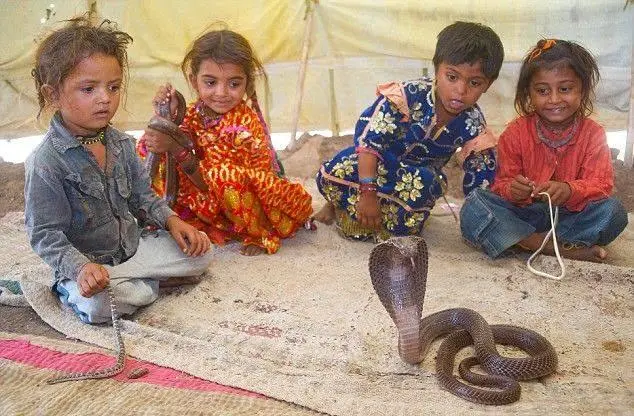 Cobra Capital With A Catch: Why India’s Most Snake-Famous Village May Not Be What Travellers Expect