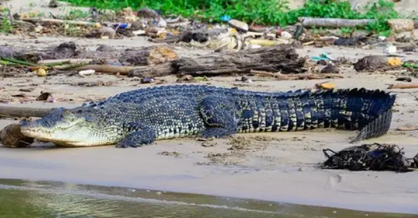Ocean Marathoners: DNA Reveals How Saltwater Crocs Crossed 3,000 Km To Reach The Seychelles