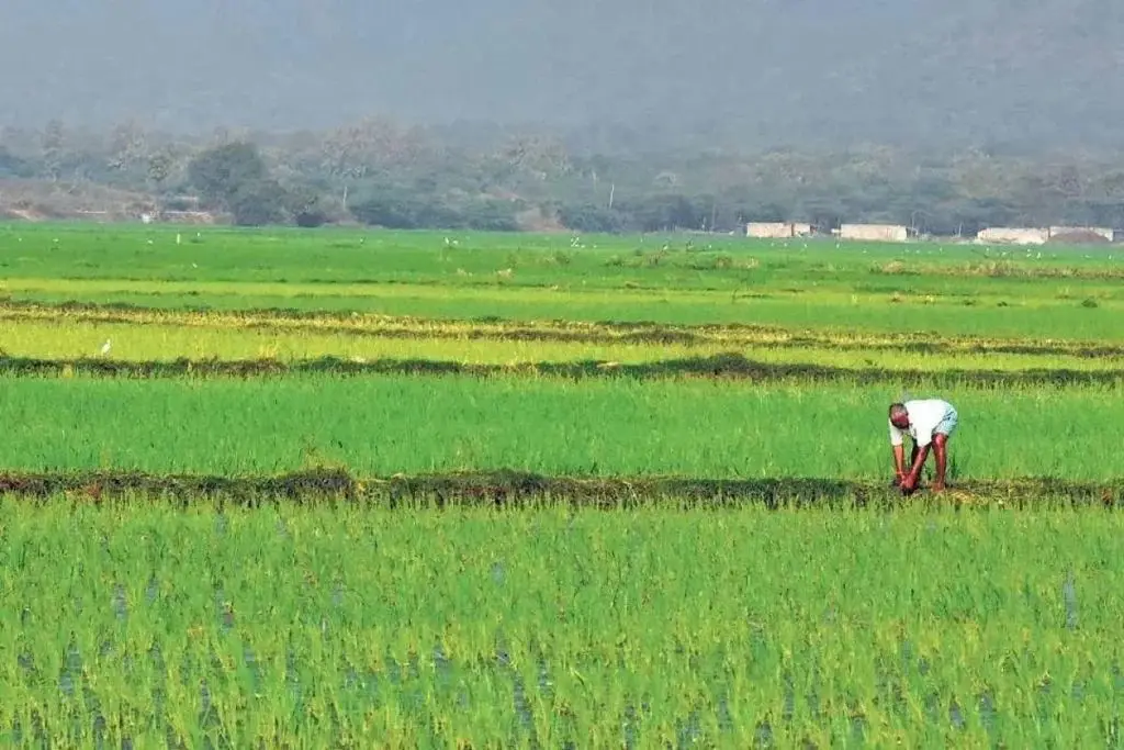 Stubble Burning Reduction Plan Targets 150,000 Farmers With Subsidised Machinery And Hiring Centres