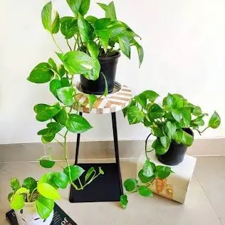 Vastu Experts Detail 6 Lucky Plants for Home on Environment Day