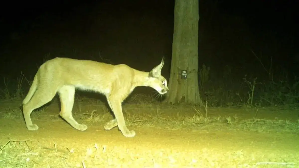 Rare Caracal Spotted in Kuno National Park After Decades