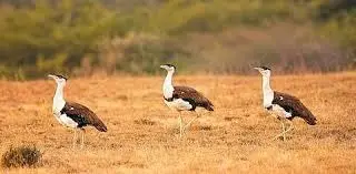 India Celebrates Resurgence of Great Indian Bustard on Environment Day
