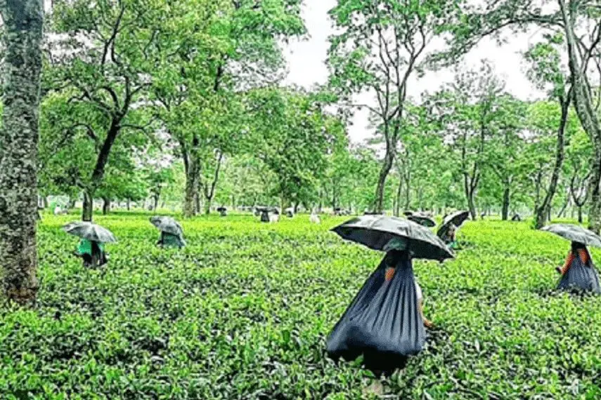 Steep Demands: CISTA Pushes for Separate Small Tea Growers Board