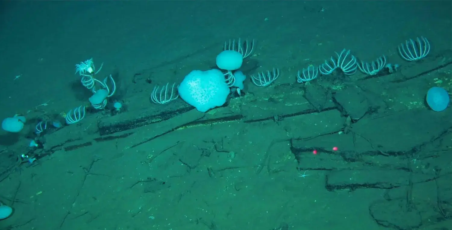 World's Largest Whale Graveyard Discovered in Indian Ocean