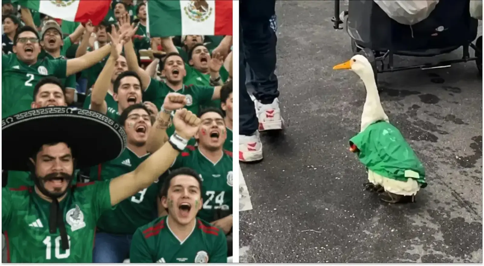 Duck in a Jersey Steals the Show as World Cup Fever Sweeps Mexico