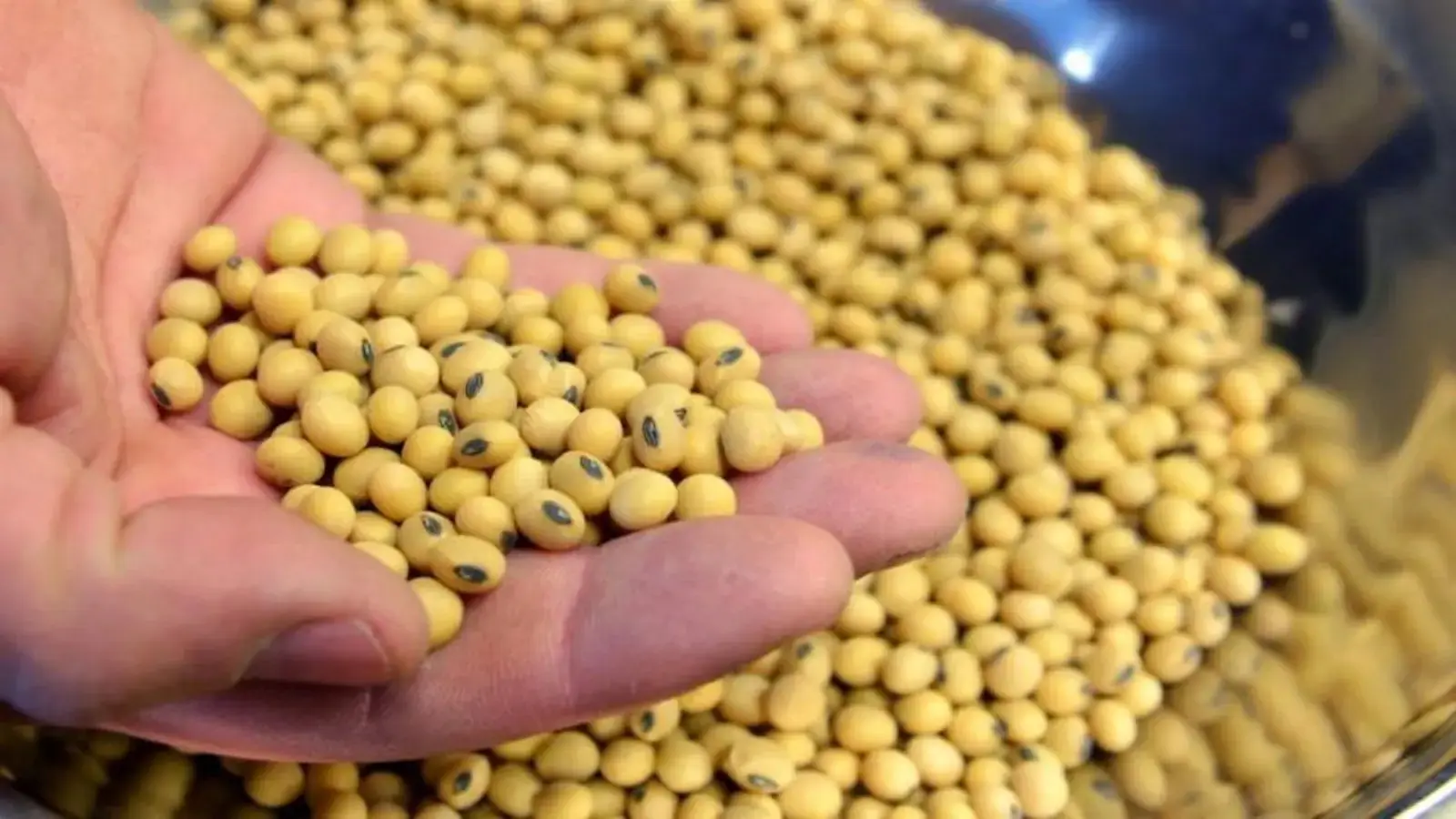 India's Soybean Imports Jump 65% to Record 200,000 Tons in May
