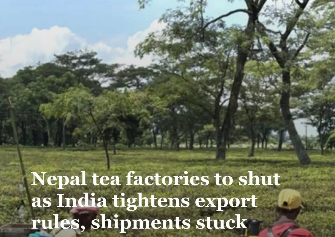 Nepal Tea Trade: Factories Shut Down Over India’s Stricter Import Rules