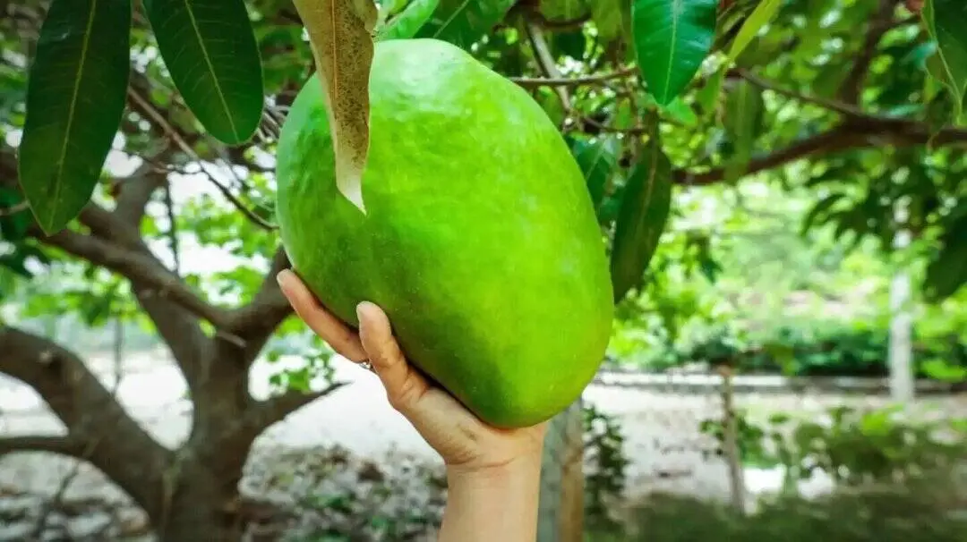 Rare 'Noorjahan' Mango Fetches ₹3,800 in Madhya Pradesh