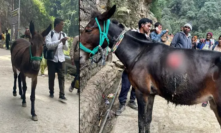 Uttarakhand to Fund Equine Insurance Premium for Char Dham Yatra