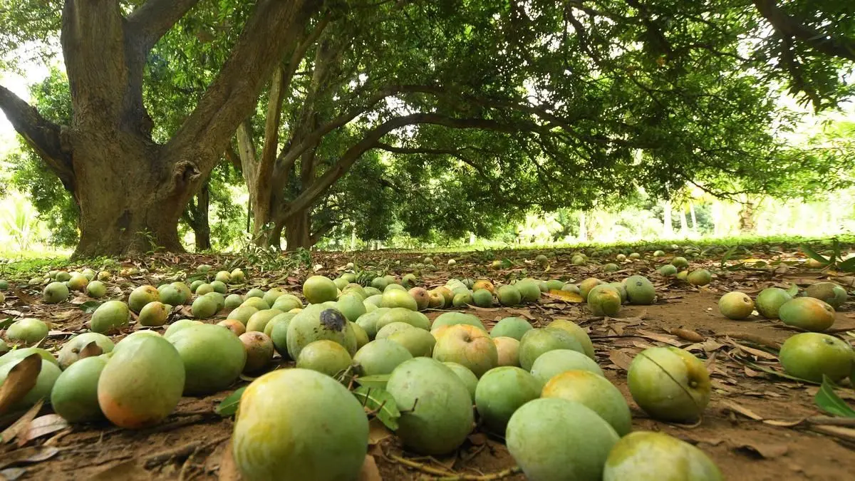 Sweet Sovereignty: Farmers Crown the Best Mangoes in South India
