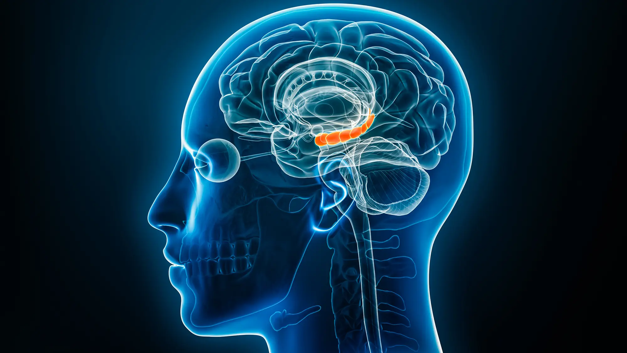 Estrogen Levels in Brain Shape Memory Resilience Against Stress
