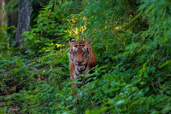 India Launches New Eco-Trails Across 5 Key Rainforests in India