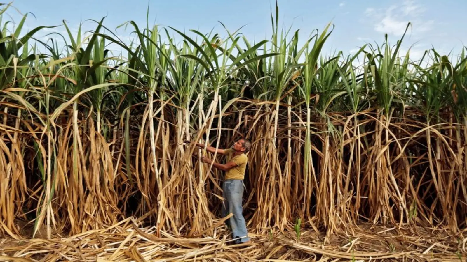 El Nino Risks Impacting India Sugars sugarcane Production