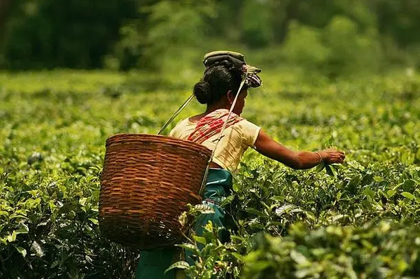 Assam Formalizes Small Tea Growers in Land Registry