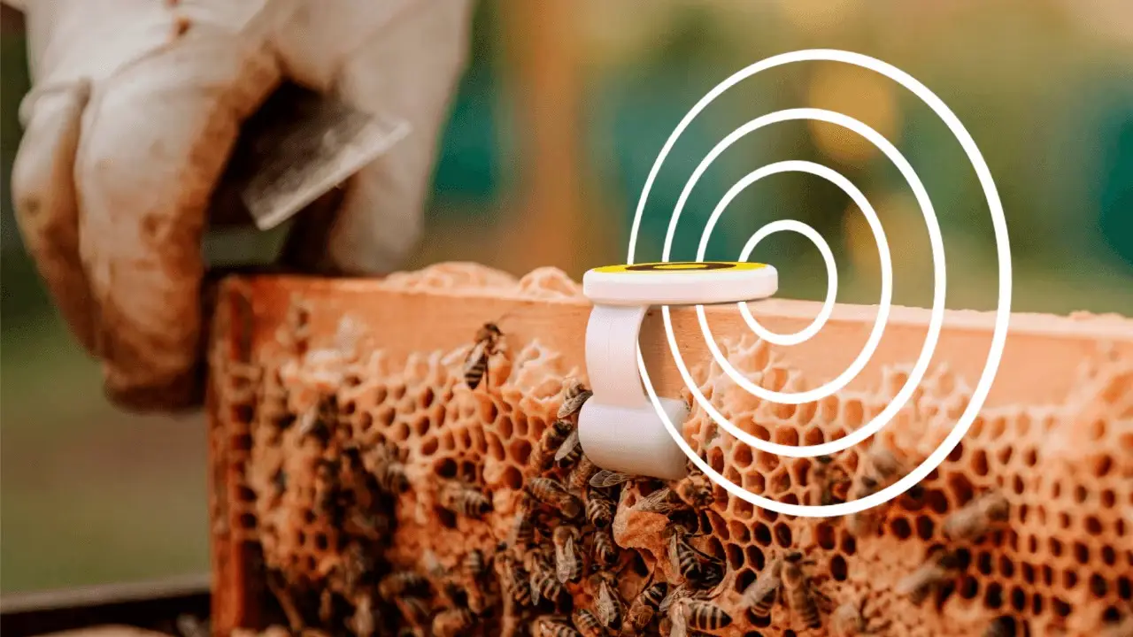 Sting Operations: Professors Build Low-Cost 'Smart' Beehives