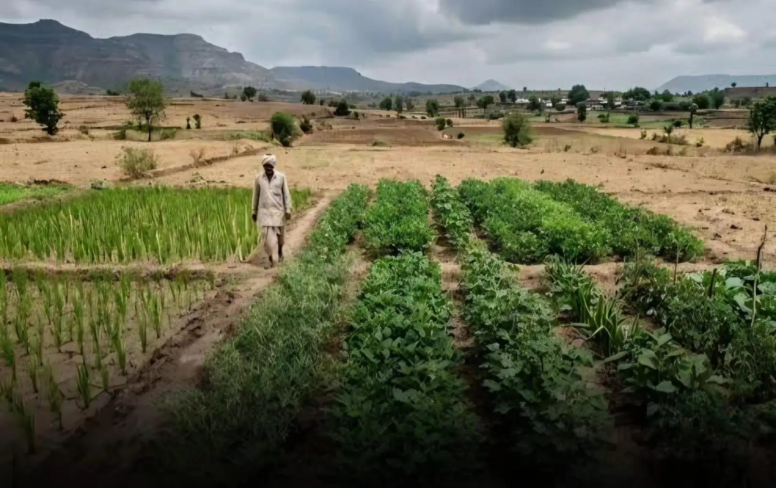 El Niño Dry-Up Weakens Crucial Input for India’s Farm Supply Chain