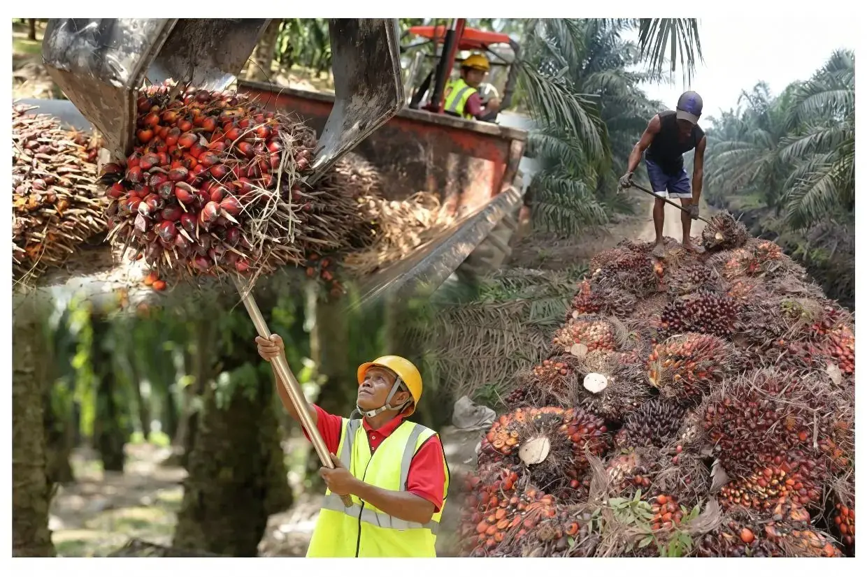 Malaysia Palm Oil Exports Forecast to Jump 17.1% in June
